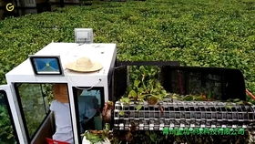 水面清道夫 全自動垃圾打撈船在景區水域的革新應用